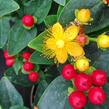 Třezalka 'Miracle Attraction' - Hypericum 'Miracle Attraction'