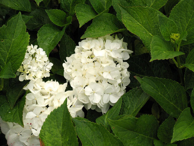 Hortenzie velkolistá 'Weisse' - Hydrangea macrophylla 'Weisse'