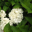 Hortenzie velkolistá 'Weisse' - Hydrangea macrophylla 'Weisse'