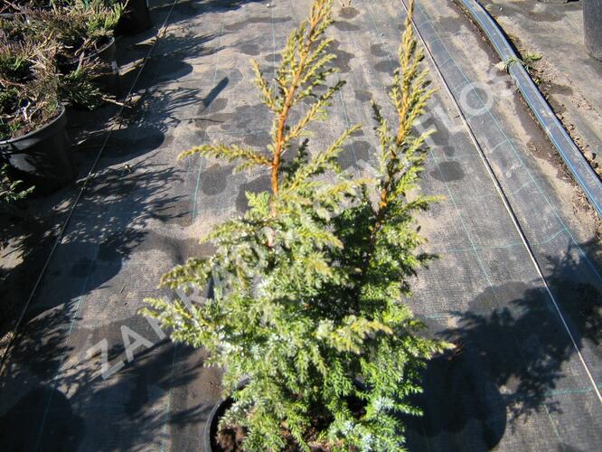 Jalovec stěsnaný 'Loderi' - Juniperus pingii 'Loderi'