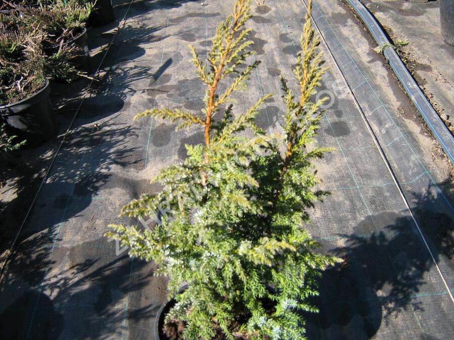 Jalovec stěsnaný 'Loderi' - Juniperus pingii 'Loderi'