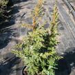 Jalovec stěsnaný 'Loderi' - Juniperus pingii 'Loderi'