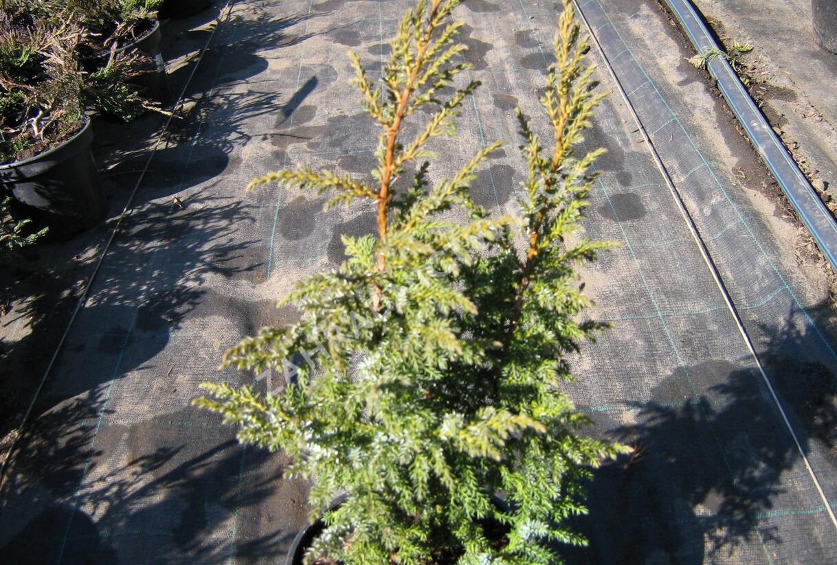 Jalovec stěsnaný 'Loderi' - Juniperus pingii 'Loderi'