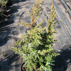 Jalovec stěsnaný 'Loderi' - Juniperus pingii 'Loderi'
