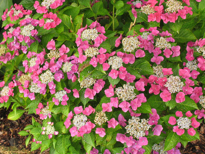 Hortenzie velkolistá 'Papagei' - Hydrangea macrophylla 'Papagei'