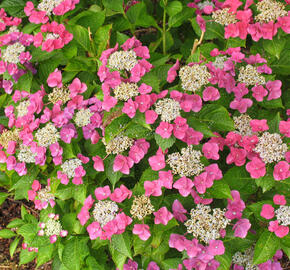 Hortenzie velkolistá 'Papagei' - Hydrangea macrophylla 'Papagei'