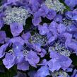 Hortenzie velkolistá 'Blue Sky' - Hydrangea macrophylla 'Blue Sky'