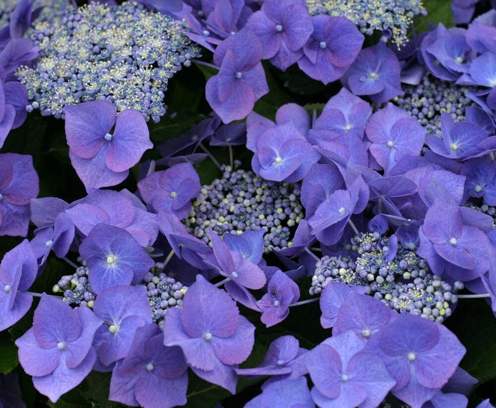 Hortenzie velkolistá 'Blue Sky' - Hydrangea macrophylla 'Blue Sky'
