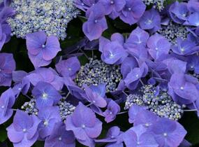 Hortenzie velkolistá 'Blue Sky' - Hydrangea macrophylla 'Blue Sky'