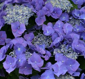 Hortenzie velkolistá 'Blue Sky' - Hydrangea macrophylla 'Blue Sky'