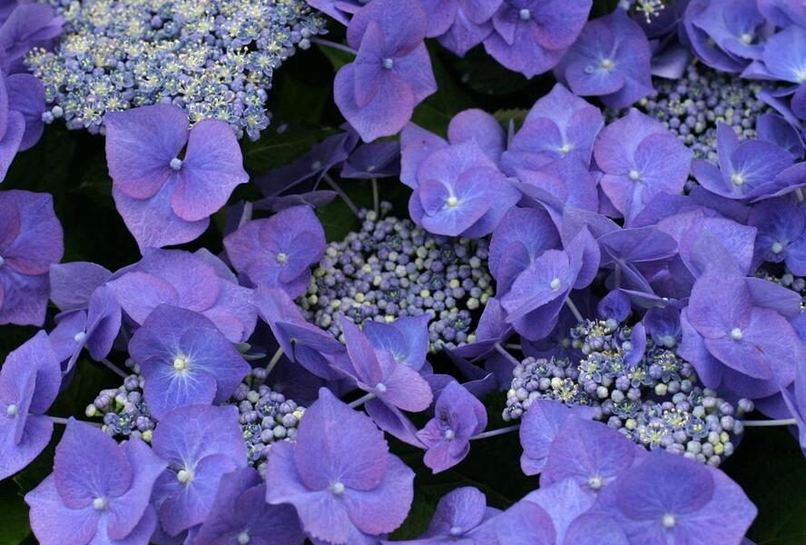 Hortenzie velkolistá 'Blue Sky' - Hydrangea macrophylla 'Blue Sky'