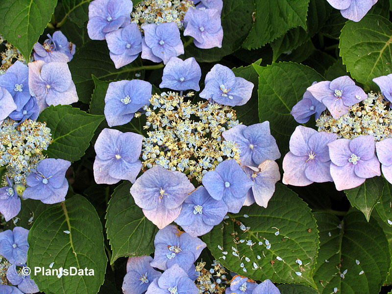 Hortenzie velkolistá 'Blue Sky' - Hydrangea macrophylla 'Blue Sky'