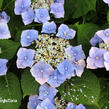 Hortenzie velkolistá 'Blue Sky' - Hydrangea macrophylla 'Blue Sky'
