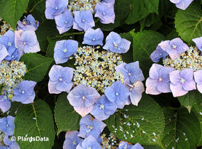 Hortenzie velkolistá 'Blue Sky' - Hydrangea macrophylla 'Blue Sky'