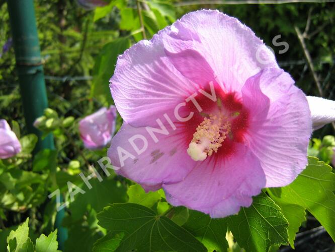 Ibišek syrský 'Resi' - Hibiscus syriacus 'Resi'