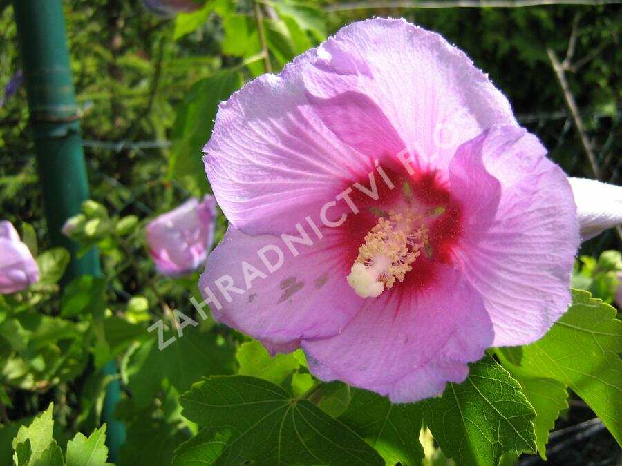 Ibišek syrský 'Resi' - Hibiscus syriacus 'Resi'