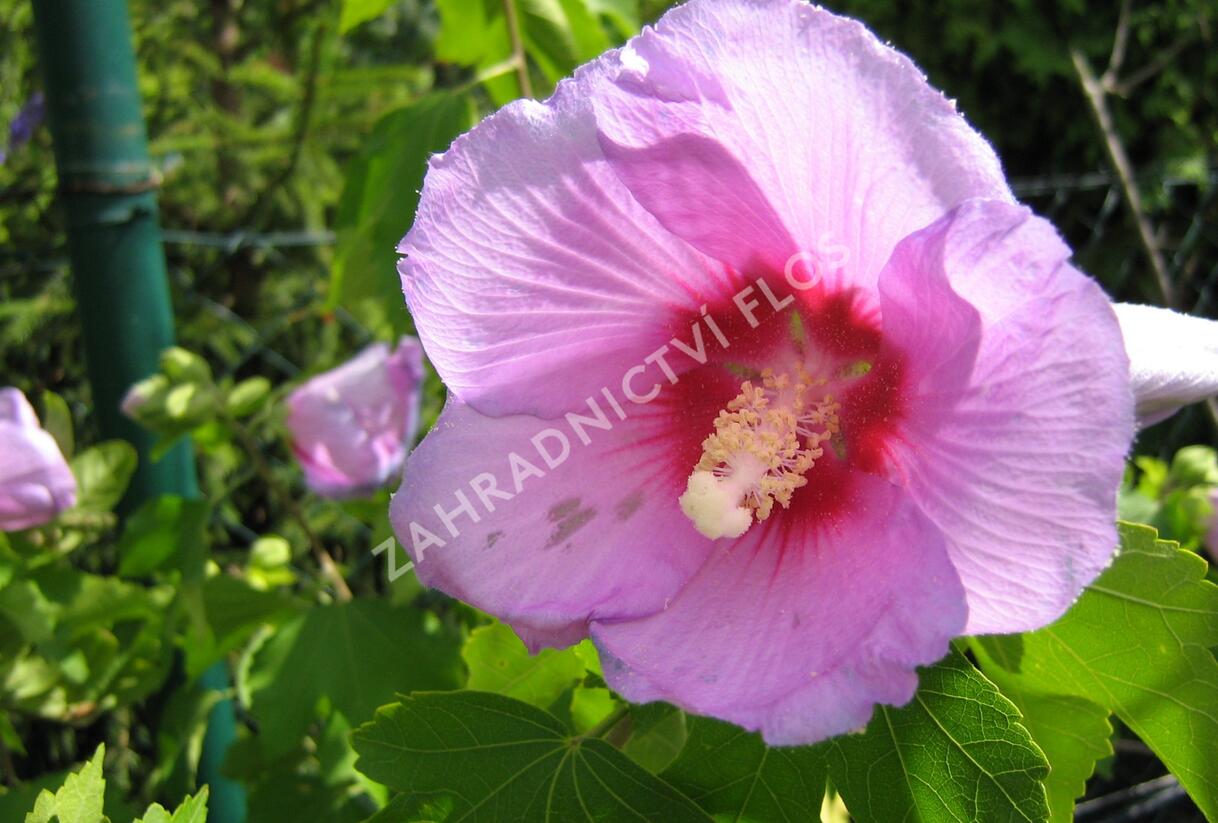 Ibišek syrský 'Resi' - Hibiscus syriacus 'Resi'