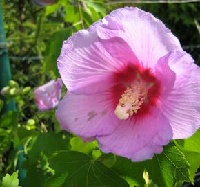 Ibišek syrský 'Resi' - Hibiscus syriacus 'Resi'