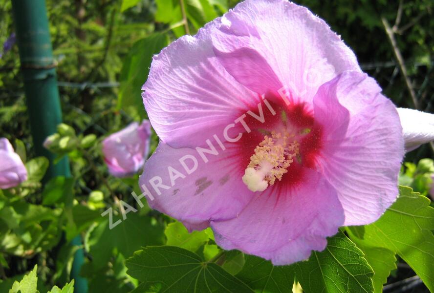 Ibišek syrský 'Resi' - Hibiscus syriacus 'Resi'