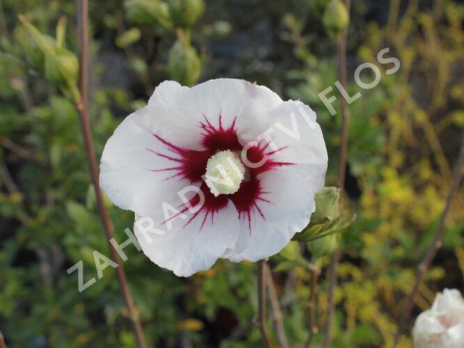 Ibišek syrský 'Manuela' - Hibiscus syriacus 'Manuela'