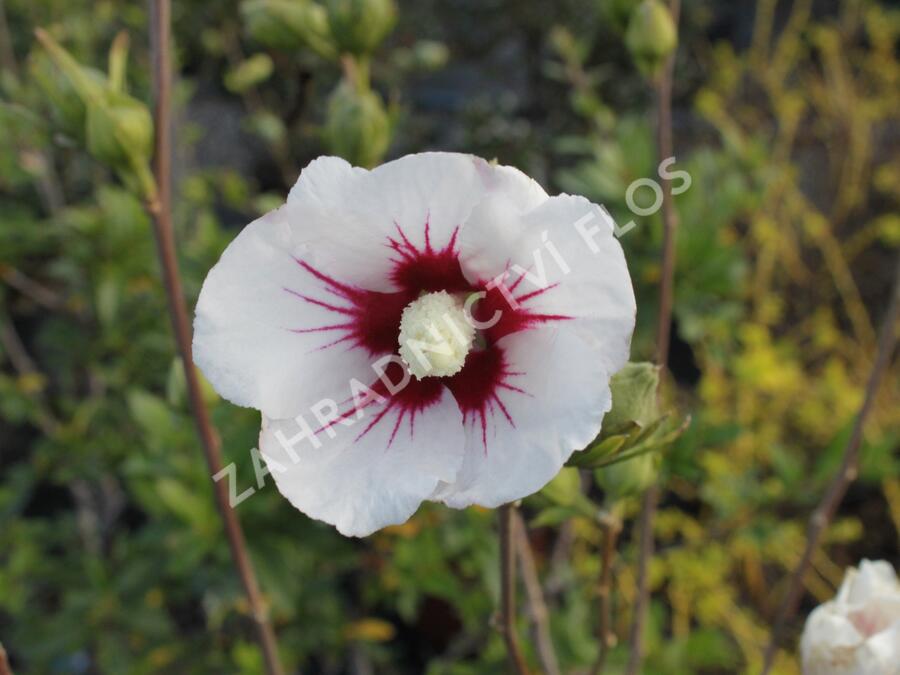 Ibišek syrský 'Manuela' - Hibiscus syriacus 'Manuela'