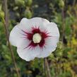 Ibišek syrský 'Manuela' - Hibiscus syriacus 'Manuela'