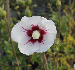 Ibišek syrský 'Manuela' - Hibiscus syriacus 'Manuela'