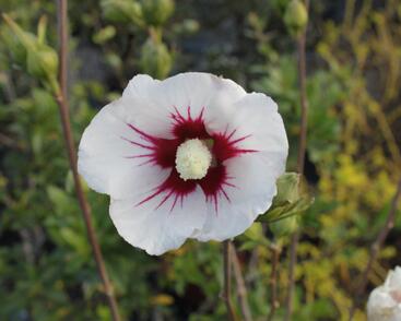 Ibišek syrský 'Manuela'