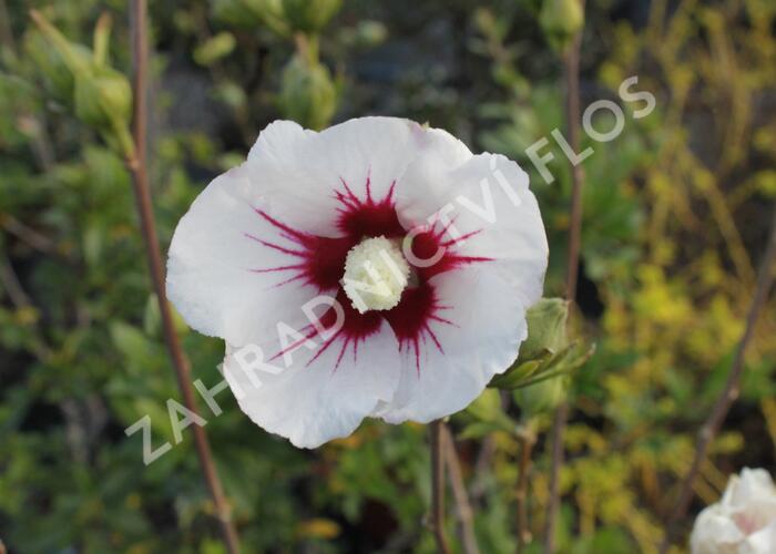 Ibišek syrský 'Manuela' - Hibiscus syriacus 'Manuela'