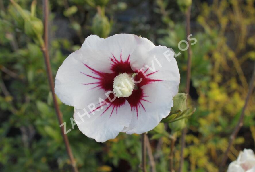 Ibišek syrský 'Manuela' - Hibiscus syriacus 'Manuela'