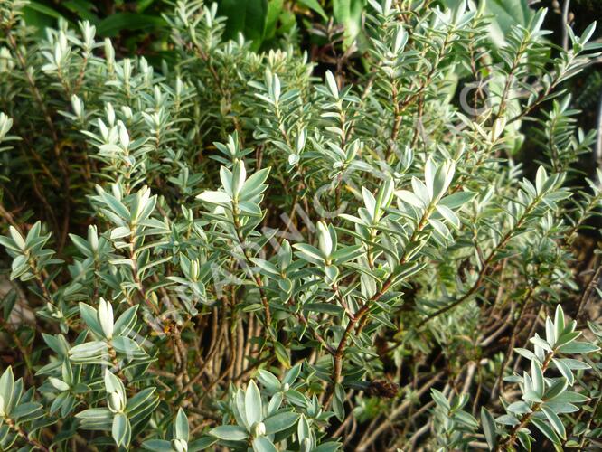 Hebe lesklé - Hebe pimeleoides