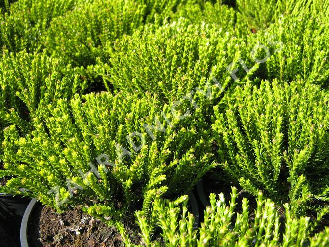 Hebe střechovitá - Hebe imbricata