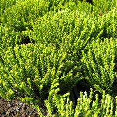 Hebe střechovitá - Hebe imbricata