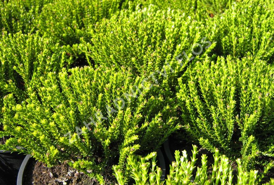 Hebe střechovitá - Hebe imbricata