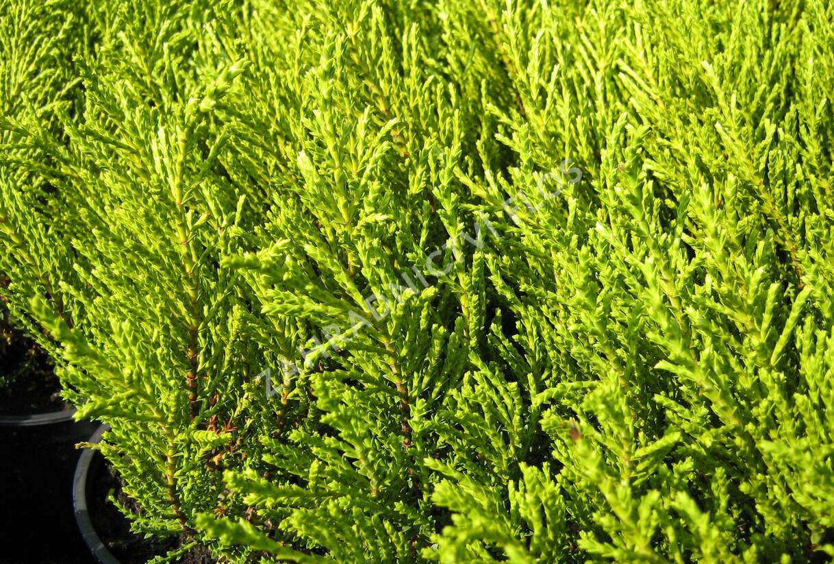 Hebe 'Golden Esk' - Hebe 'Golden Esk'