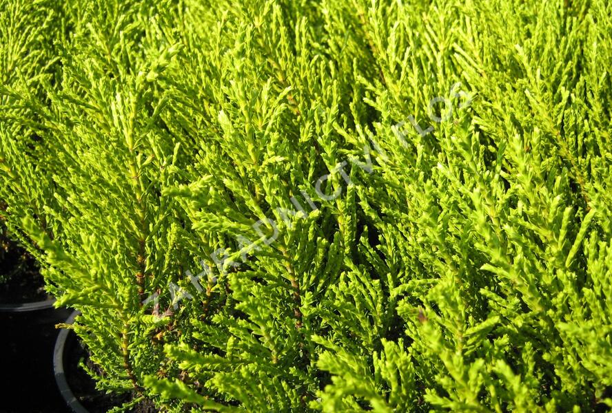 Hebe 'Golden Esk' - Hebe 'Golden Esk'