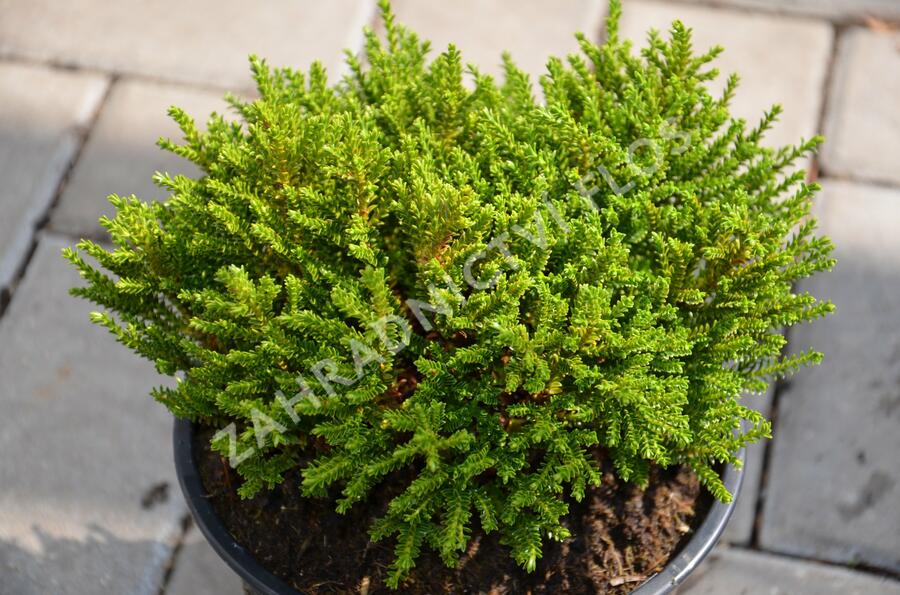 Hebe 'Emerald Green' - Hebe 'Emerald Green'