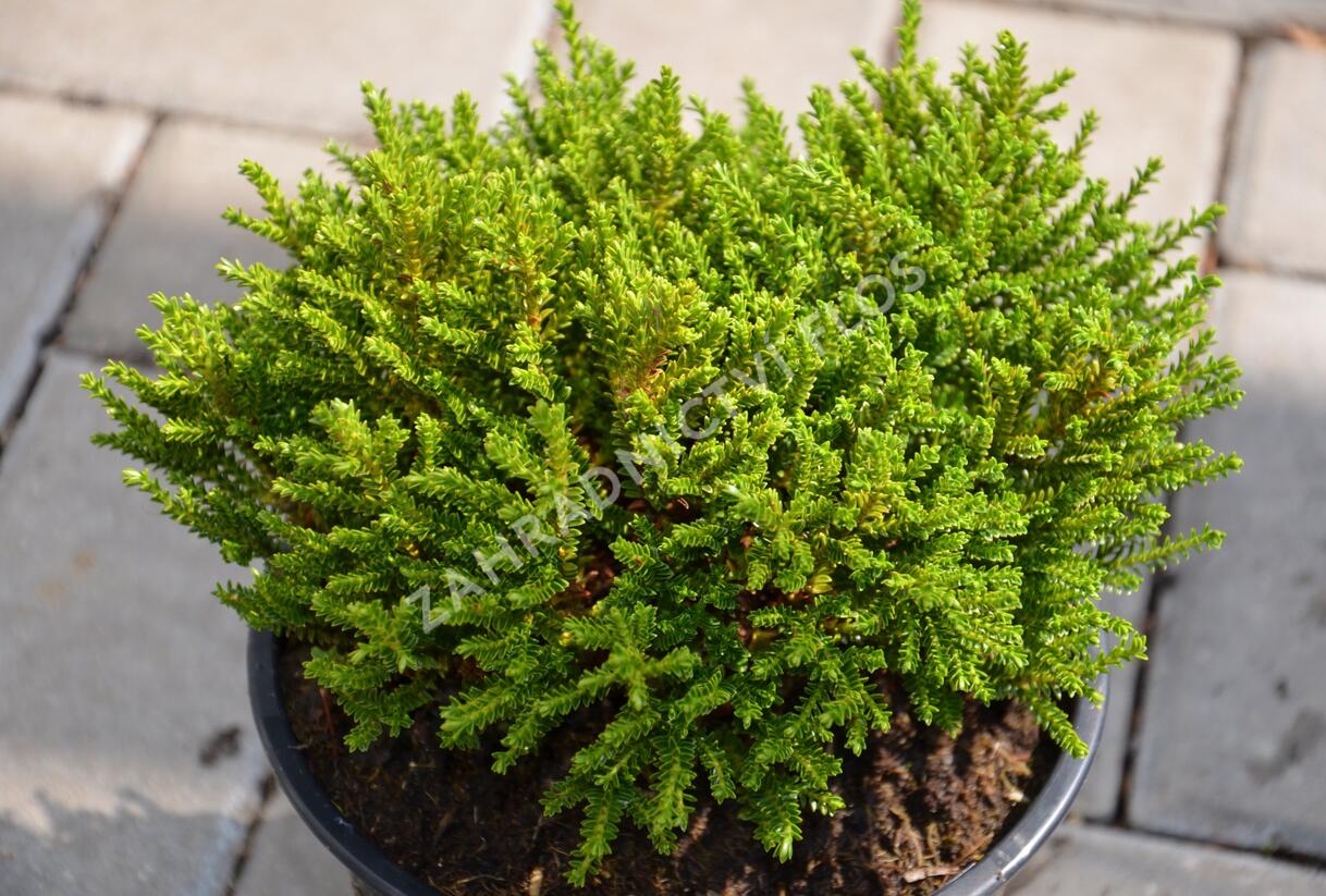 Hebe 'Emerald Green' - Hebe 'Emerald Green'