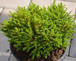 Hebe 'Emerald Green'