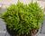 Hebe 'Emerald Green'