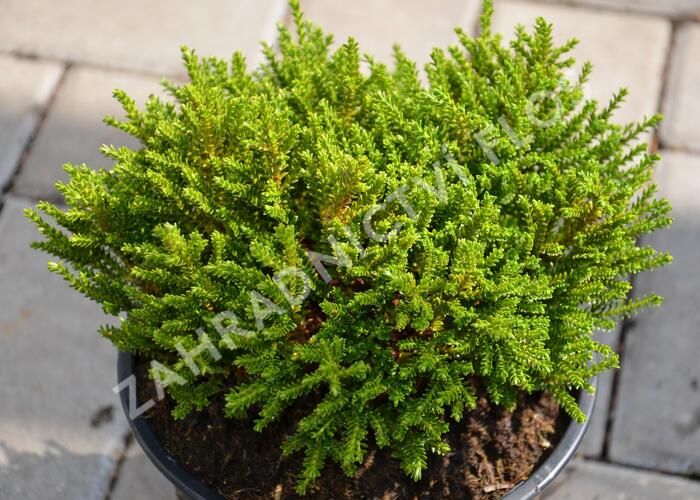 Hebe 'Emerald Green' - Hebe 'Emerald Green'