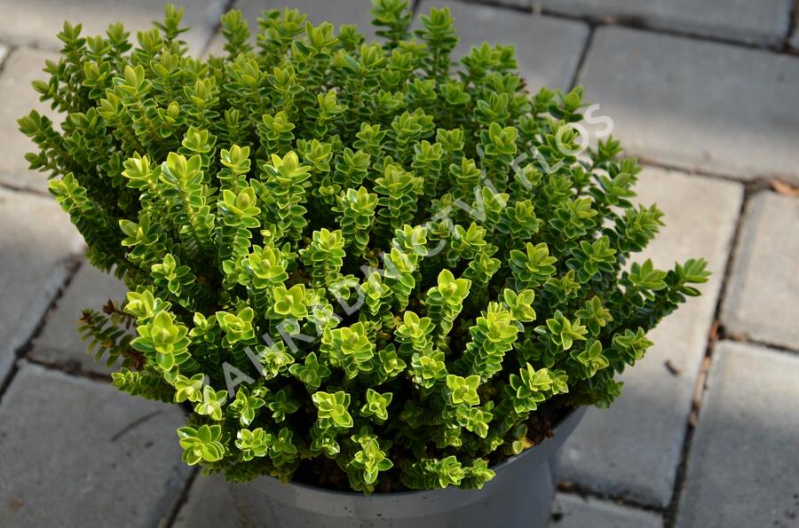 Hebe 'Nana' - Hebe buxifolia 'Nana'