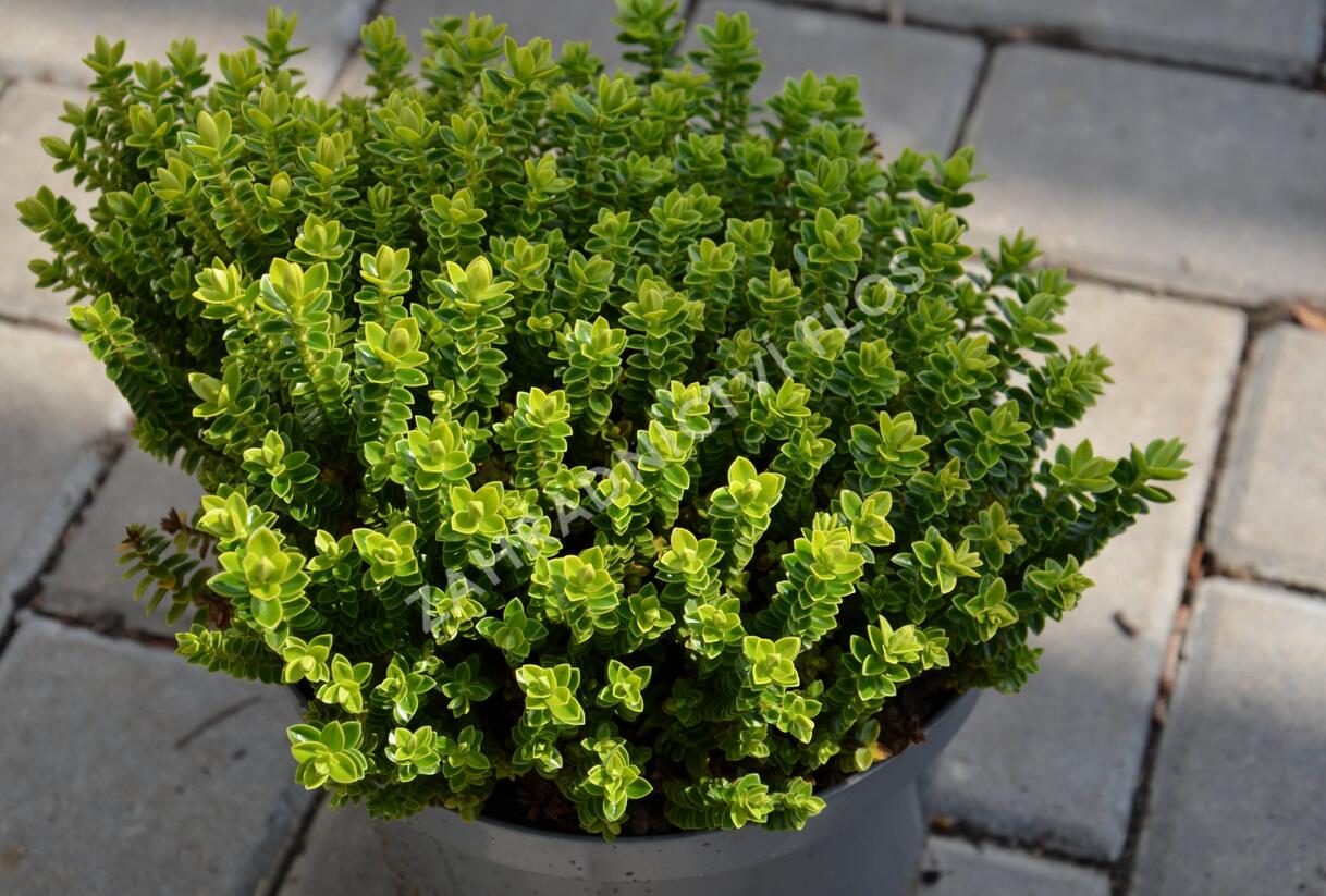 Hebe 'Nana' - Hebe buxifolia 'Nana'