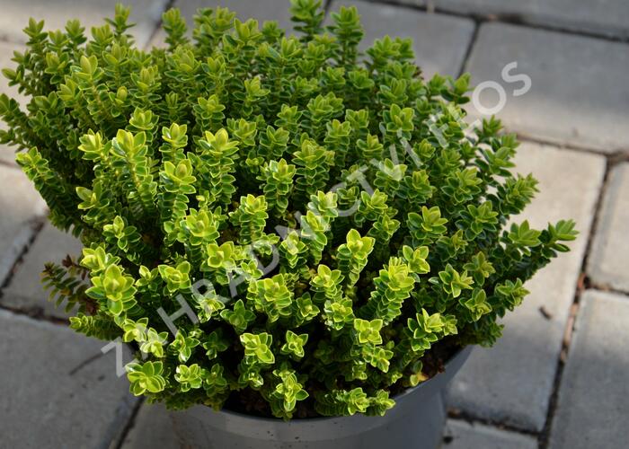 Hebe 'Nana' - Hebe buxifolia 'Nana'