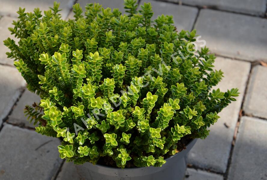 Hebe 'Nana' - Hebe buxifolia 'Nana'