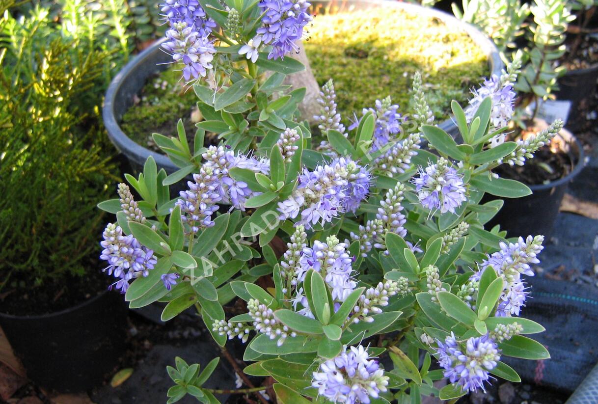 Hebe 'Blue Surprise' - Hebe 'Blue Surprise'