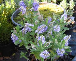 Hebe 'Blue Surprise'