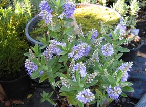 Hebe 'Blue Surprise' - Hebe 'Blue Surprise'