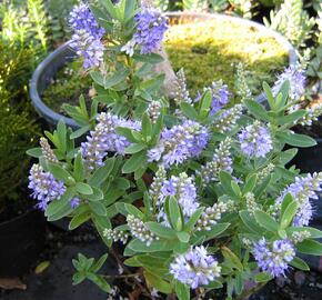 Hebe 'Blue Surprise' - Hebe 'Blue Surprise'