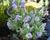 Hebe 'Blue Surprise'
